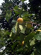 Kaki