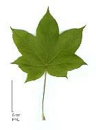 Kalopanax, leaf