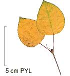 Katsura Tree, leaf