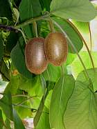 Arbre à kiwi, photos
