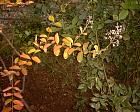Lilas des Indes, Lagerstrmie, photos