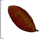 Crape myrtle, leaf