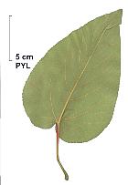 Lasiocarpa Poplar, leaf