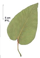 Lasiocarpa Poplar, pictures