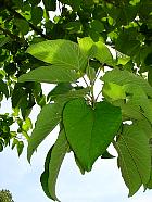 Peuplier lasiocarpa, feuille