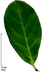 Common Cherry Laurel, English Laurel, leaf