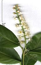 Common Cherry Laurel, English Laurel, flower