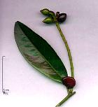 Common Cherry Laurel, English Laurel, pictures