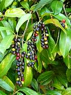 Portuguese Cherry Laurel, pictures