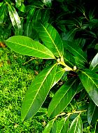 Common Cherry Laurel, English Laurel, leaf