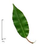 Portuguese Cherry Laurel, leaf