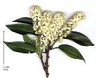 Portuguese Cherry Laurel, flower