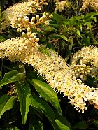 Portuguese Cherry Laurel, flower