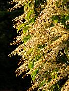 Portuguese Cherry Laurel, flower