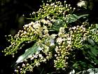 Portuguese Cherry Laurel, pictures