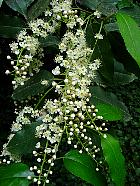 Portuguese Cherry Laurel, flower