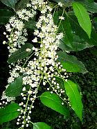 Portuguese Cherry Laurel, flower