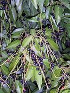 Portuguese Cherry Laurel, pictures