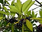 Portuguese Cherry Laurel, pictures