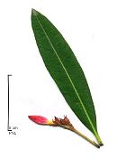Oleander, leaf