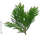 California Incense-cedar