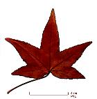 Liquidambar, Copalme d Amrique, feuille