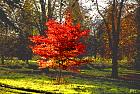 Liquidambar, Copalme d'Amérique, photos