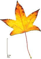 American Sweetgum, leaf