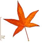 American Sweetgum, leaf