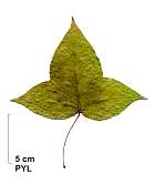 Liquidambar de Formose, feuille