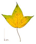 Liquidambar de Formose, feuille