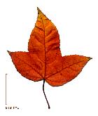 Liquidambar de Formose, feuille