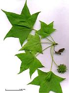 American Sweetgum, pictures