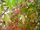 Liquidambar, Copalme d'Amérique, photos