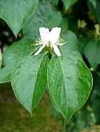 Ch�vrefeuille de Maack, photos