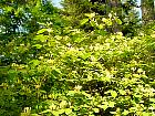 Lonicera xyloteum, photos