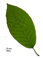 Cucumber Tree, leaf