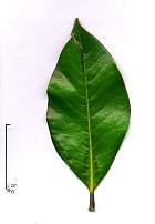 Southern Magnolia, leaf