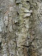 Southern Magnolia, bark
