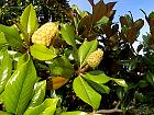 Magnolia à grandes fleurs, photos