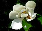 Magnolia  grandes fleurs, fleur