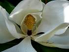 Southern Magnolia, flower