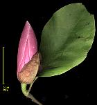 Magnolia de Soulanges, fleur