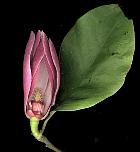 Magnolia de Soulanges, fleur