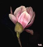 Magnolia de Soulanges, fleur