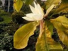 Umbrella magnolia, flower