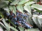 Mahonia  feuilles de houx, photos