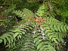 Mahonia à feuilles de houx, photos