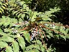 Tall Oregon Grape, pictures