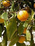 Mandarin orange, pictures